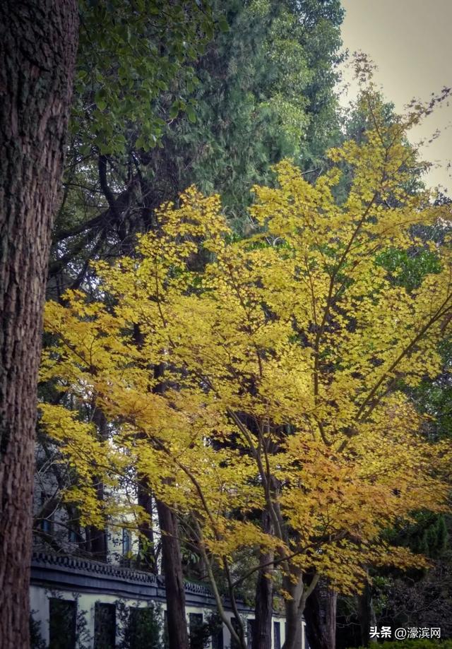 秋色“进度条”加载中，狼山森林公园赏秋点等你来打卡→