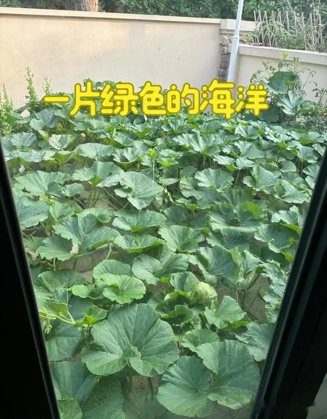 女子离家半个月，一院子南瓜“成了精”，网友：天呐，羡慕死了！
