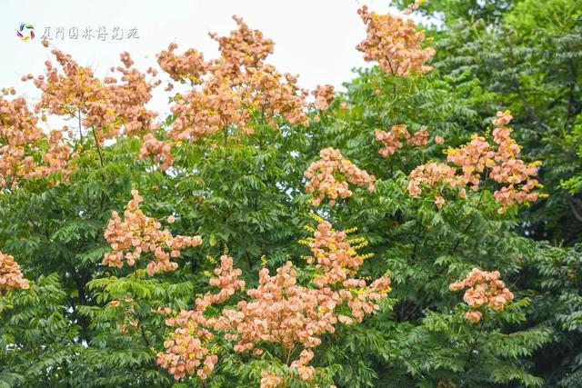厦门秋季花海上新！红火焰、粉花海、黄金雨、橙灯笼……邂逅9月浪漫~