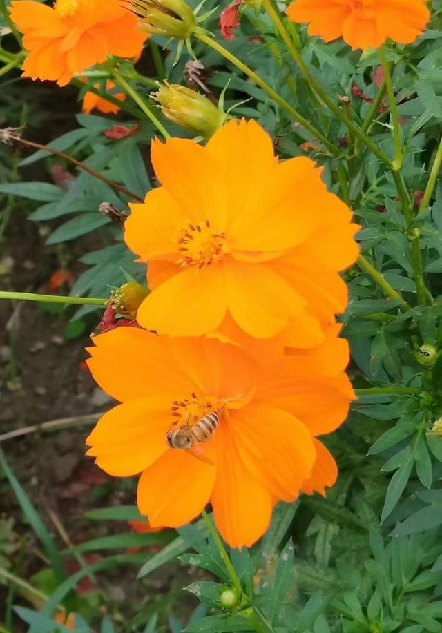 王林平随笔《菊花又开了》
