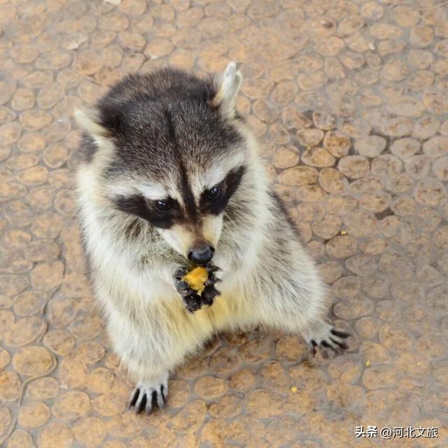 在保定，体验真实版“疯狂动物城”！