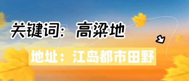 红高粱、向日葵，江心洲打卡正当时