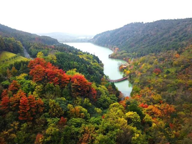 博望区“西红柿炒蛋”树上线