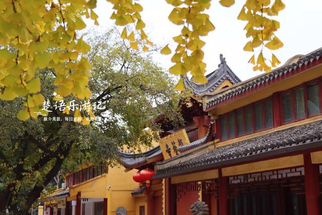 浙江宁波这座千年古寺不鸣则已，一鸣就美哭了，银杏林拍照太出片