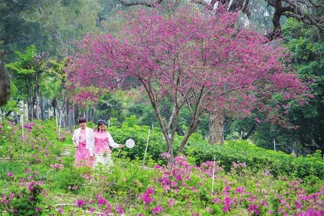 最佳赏花期到了！