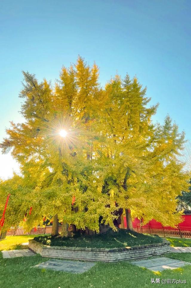 西安5大绝美银杏打卡地上线 邂逅古都“顶流”秋色