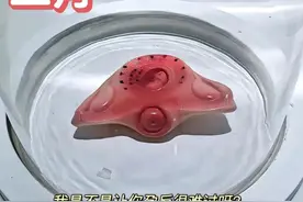 胎宝宝在妈妈肚子是咋从受精卵变新生儿的？9张模型图告诉你图片