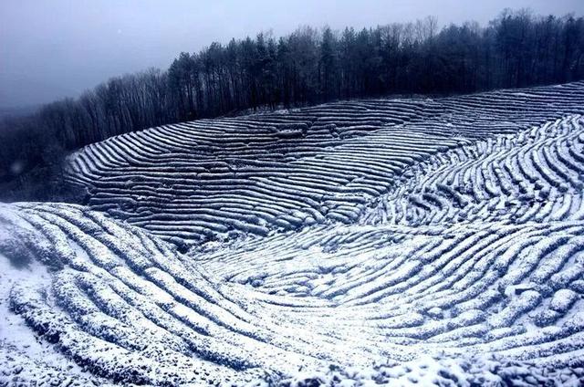 初雪落汉中，万亩茶园美成画！