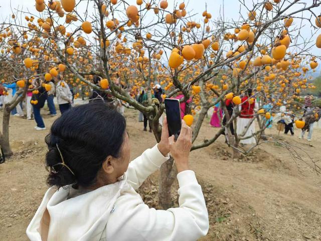 丹柿如火、硕果累累，沙子口双拥公园柿子林进入最佳观赏期