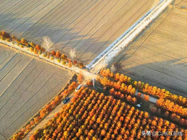 河南淮滨：“麻布地毯”上的一片杉林红