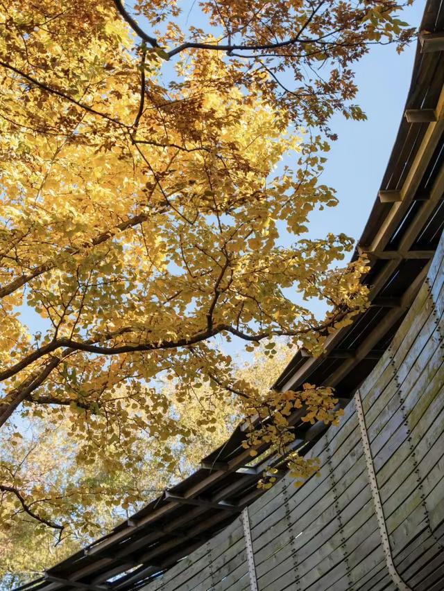 上海银杏浓度已达99%！这份含“金”量超高的浪漫别错过→