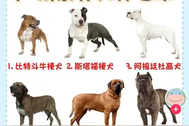 2023年广东省禁止饲养的36个犬种图片