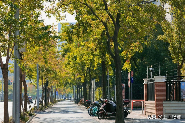 杨浦“赏秋地图”来啦！拿好→出发！