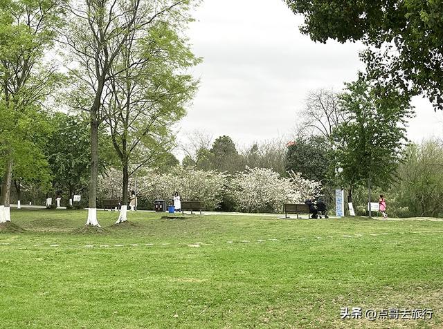 成都城区最大规模白樱花开了，满树繁华，超级壮观，还免费！