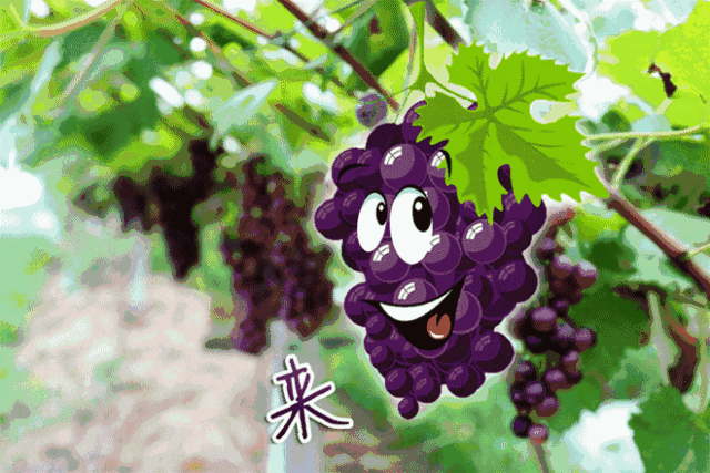 “萄”你欢喜！来萧山，把葡萄味的夏天装进篮子吧！