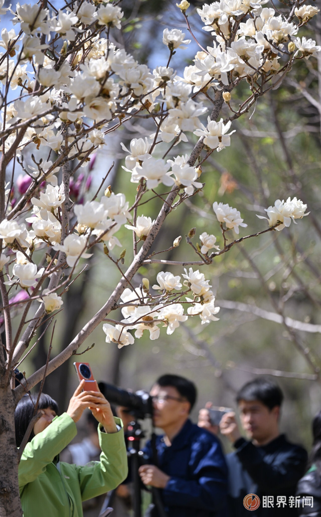 被乌鲁木齐的春天治愈了，花开满城→