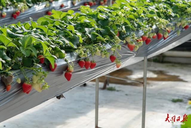 采摘+冰雪！大同市云冈区奏响一曲冬日文旅交响乐～