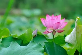 当你生气的时候，默念这六句话，就不气了图片