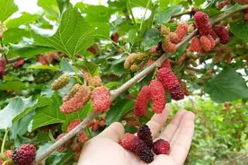 寄生在桑树上的桑寄生，别当柴火烧了，它价值珍贵，很多人不知道图片