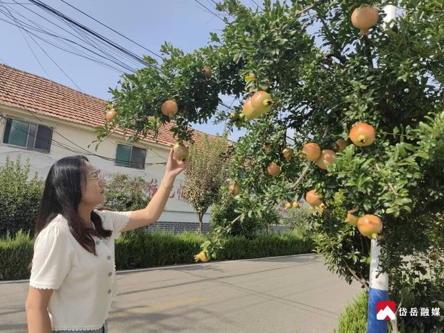 马庄镇吴新村：石榴满枝迎丰收 乡村美景入画来