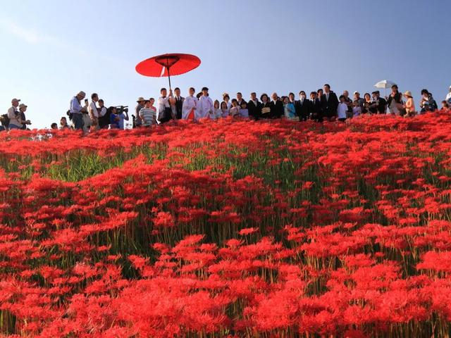 9月去看绝美彼岸花吧！日本10大赏花出片景点全攻略~