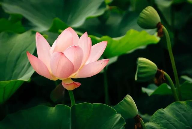 限定版夏日浪漫！闯入淄博的「莫奈花园」！