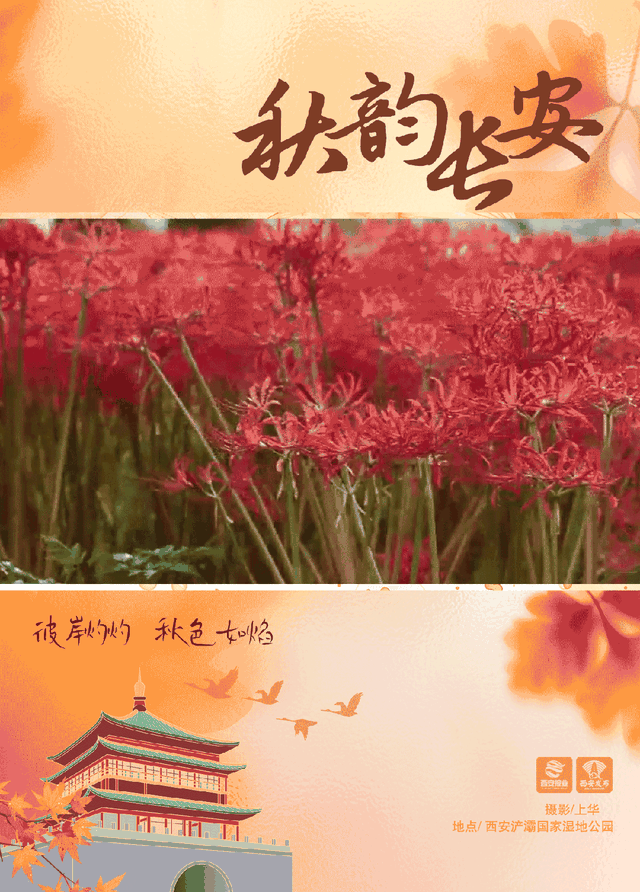 西安这抹秋日限定绯红，美到窒息！