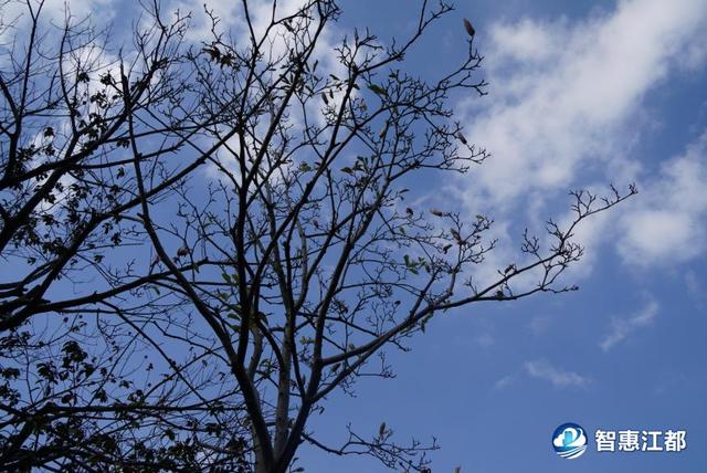 太神奇！江都三河六岸公园现罕见美景……