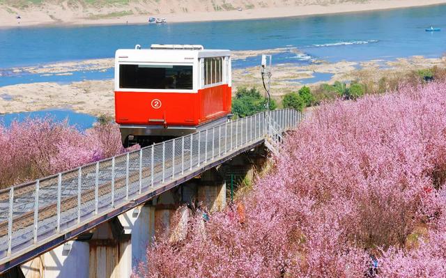 开往春天的列车，发车！这3个地方最出片！