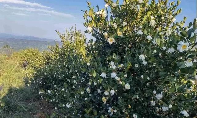 韶关冬日BBQ营地推荐来了→美食美景全都满足你