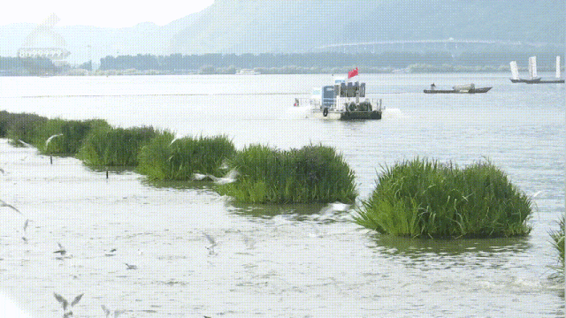 观鸥更方便！全新移动服务“神器”来了！