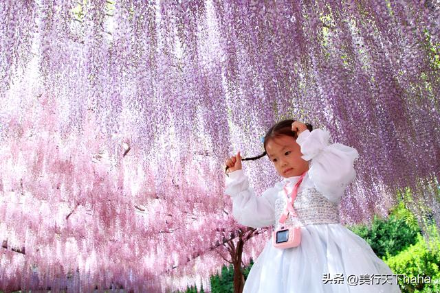 玉渊潭公园紫藤花开，诗意满满，演绎“一帘幽梦”的极致浪漫