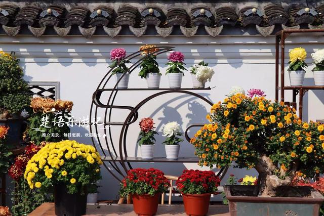 宁波这处风景进入最佳观赏季，秋菊叠影色彩缤纷，堪称秋日盛宴