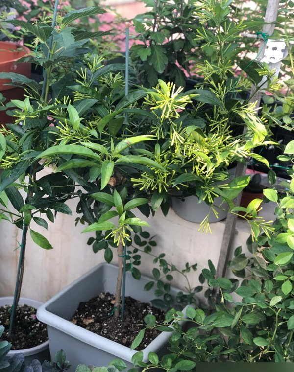 阴花不能进阳宅！这5种花“打死}也不养,家里若有快挪走！