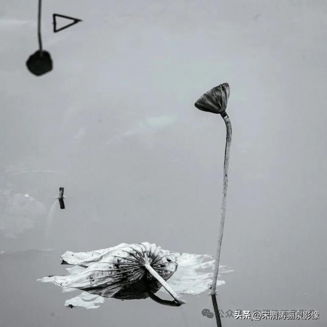 陕西渭南：人民公园秋天的残荷淡如水 美如画 凄凉如人生