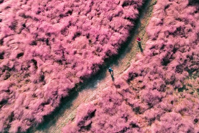 不用挤景区，没有门票，你见过这杭州浪漫粉黛“金粉花海”吗？