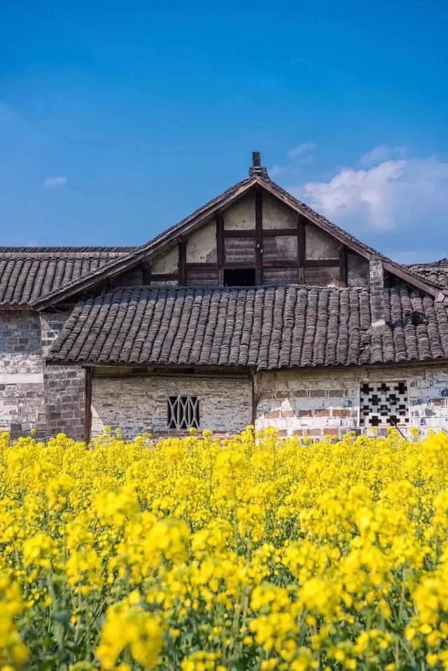 免费打卡！乐山这些地方的油菜花可以约起来啦~