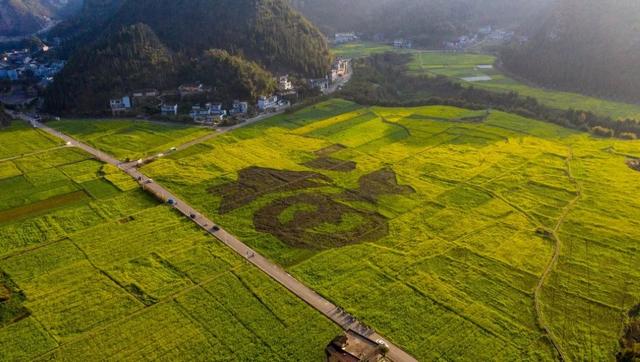 贵州最早的春天在这里！6000亩油菜花开了，视觉效果非常震撼