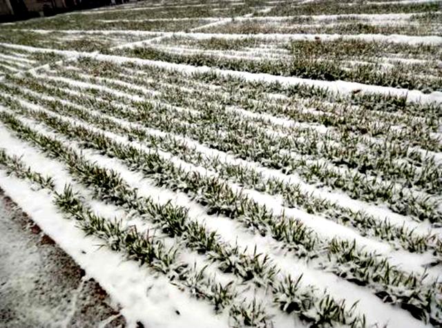 “上午小雪，冻死牛；下午小雪，暖烘烘”，今年小雪是什么时候？