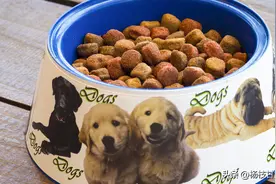 狗狗呕吐是怎么回事？该怎么办？图片