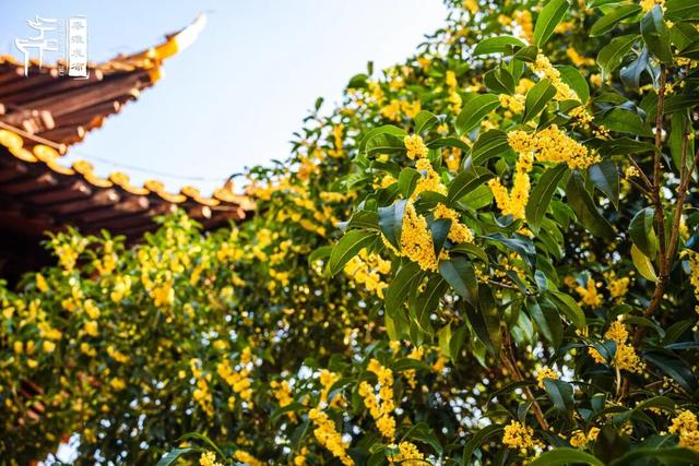 花样秦淮｜秋桂