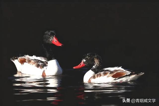 今日午后骑行西湿地，第一次遇见翘鼻麻鸭