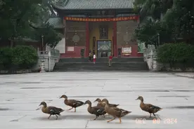 南华寺佛缘图片