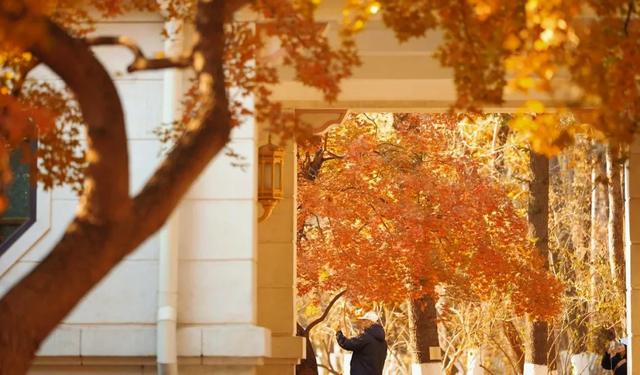 吉视界 | 金叶作毯,树影成画,南湖畔绘就北国之秋