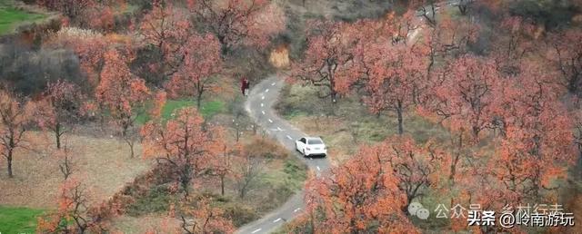 从西安出发2小时，打卡彬州罗店村柿子林，吃当地美食看台塬风景