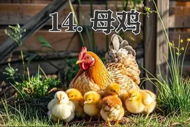 四年级下册语文，第四单元第14课《母鸡》笔记+课堂解析，收藏图片