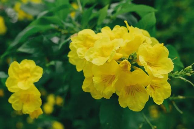 深圳秋色上线！这个公园，藏不住了......