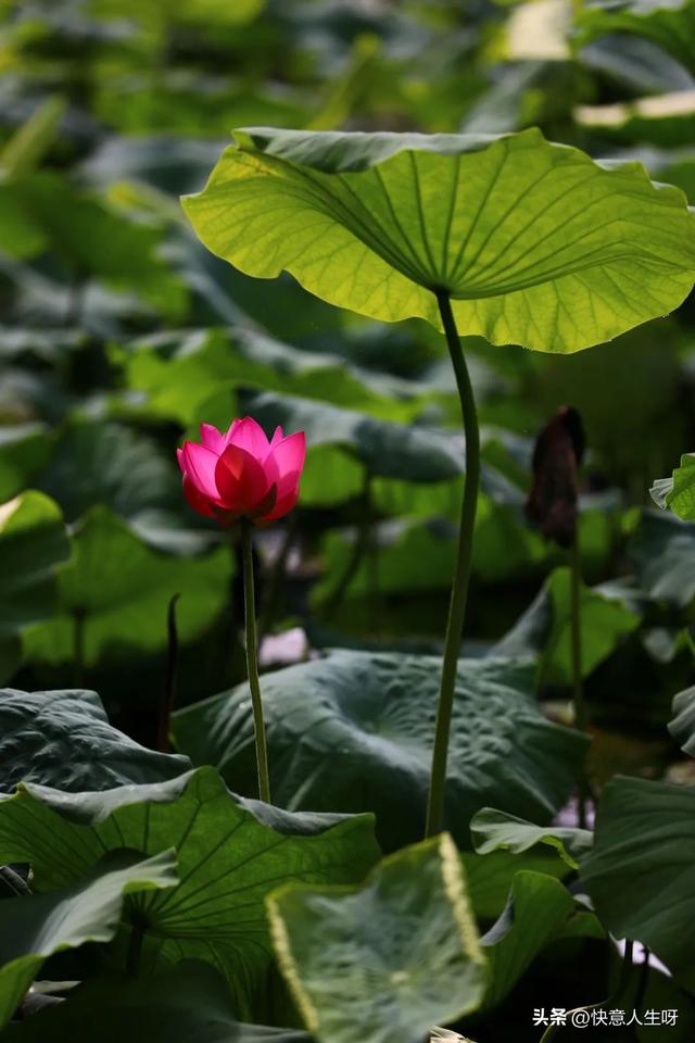 西湖如梦 | 曲院风荷