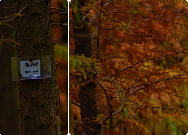 人少景美超出片！重庆这片浪漫杉林进入最佳观赏期