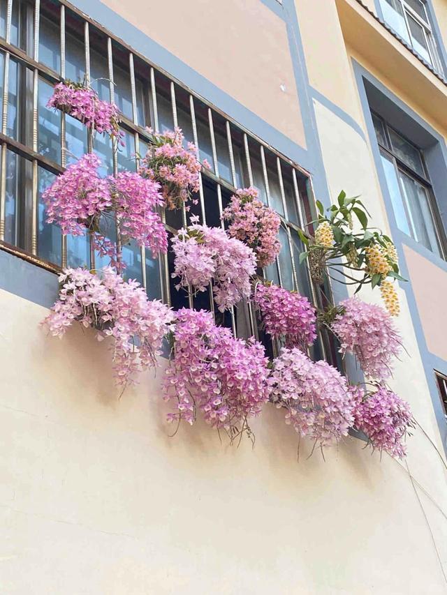 女子晒“满阳台的石斛花”，不可方物，网友：我的天，难道是真的